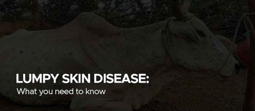 Lumpy Skin Disease: What You Need To Know