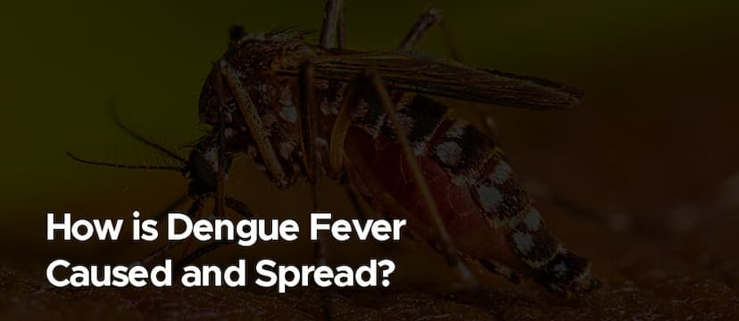 How Does Dengue Fever Spread? Causes, Symptoms & Prevention Tips