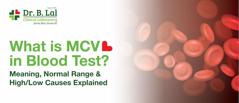 What Is MCV in Blood Test? Meaning, Normal Range & High/Low Causes Explained