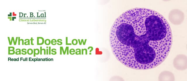What Does Low Basophils Mean? Read Full Explanation 