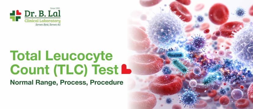 Total Leucocyte Count (TLC) Test – Normal Range, Process, Procedure